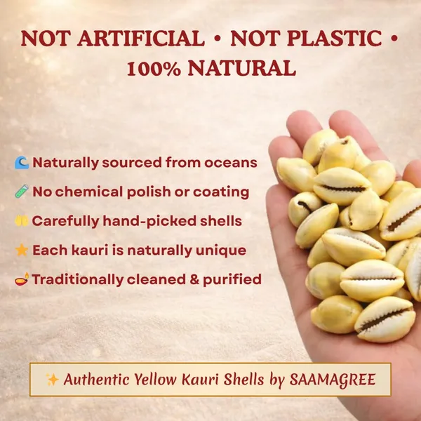 Kauri_Cowrie_Shells_For_Laxmi_Poojan