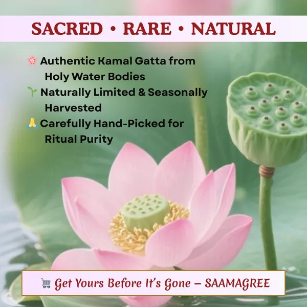 Lotus_Seeds_For_Pooja_And_Rituals