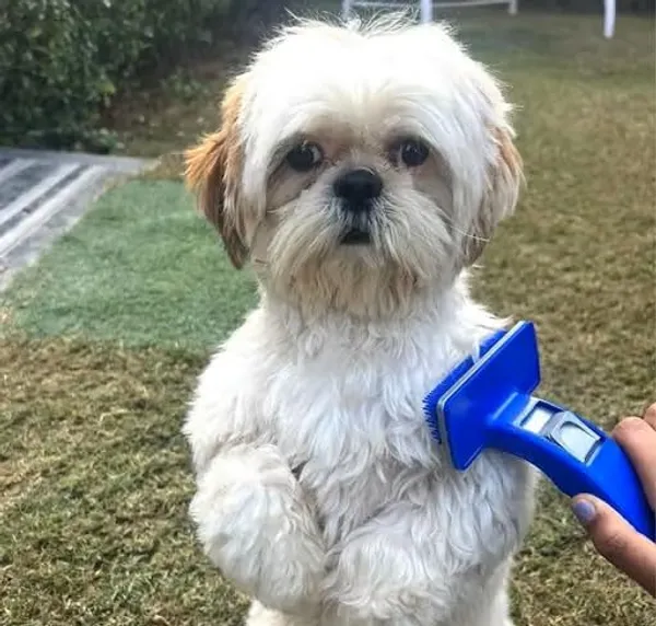 Self-Cleaning_Slicker_Brush_For_Pet_Grooming_-_Pack_of_2