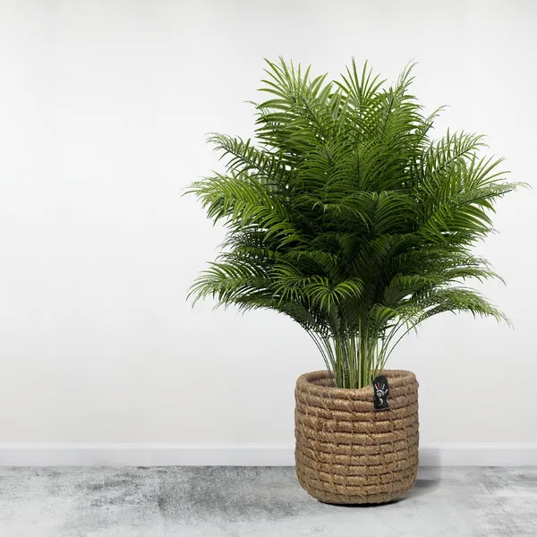 Living_Jute_Plant_Holder