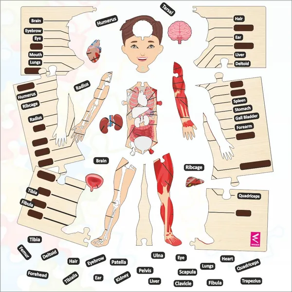 Wooden_big_Floor_Size_Human_Anatomy_Puzzle_-_Size-24*18_inch