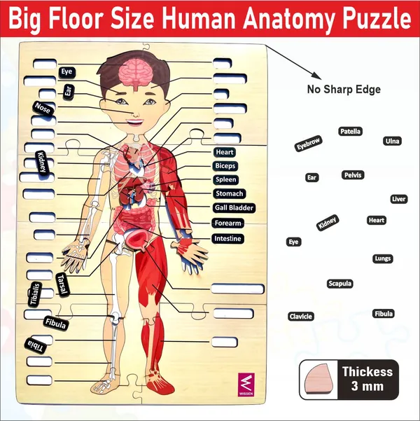 Wooden_big_Floor_Size_Human_Anatomy_Puzzle_-_Size-24*18_inch