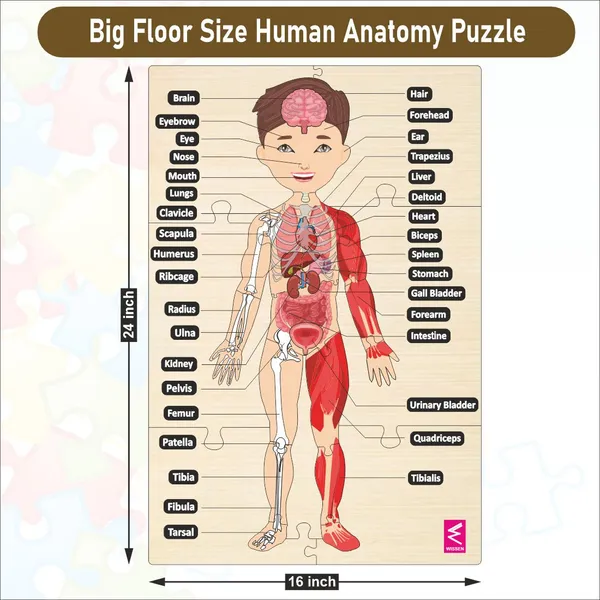 Wooden_big_Floor_Size_Human_Anatomy_Puzzle_-_Size-24*18_inch