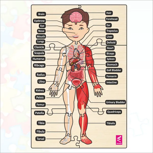 Wooden_Big_Floorhuman_Anatomy_Puzzle