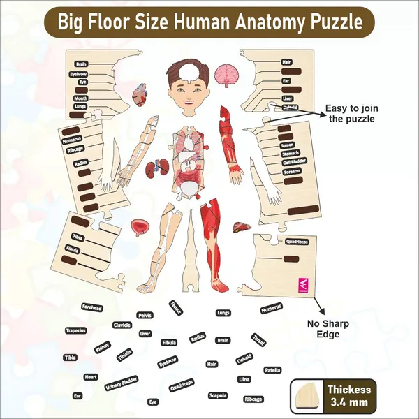 Wooden_Big_Floorhuman_Anatomy_Puzzle