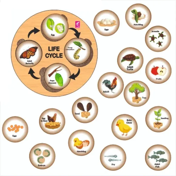 Wooden_Life_Cycle_Sorting_Board_Montessori_Game