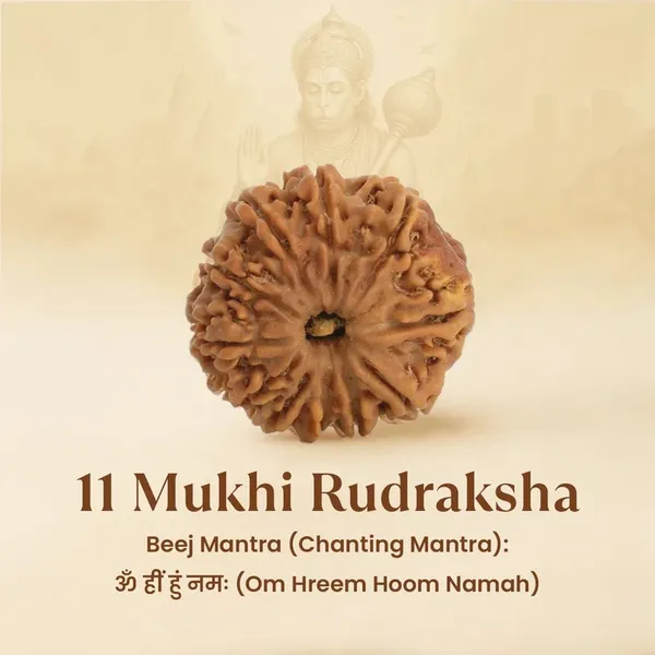 11_Mukhi_Rudraksha_Spiritual_Bead