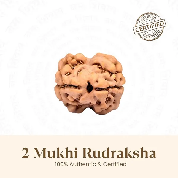 2_Mukhi_Rudraksha_Bead