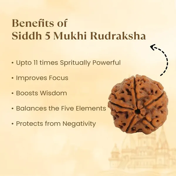 5_Mukhi_Rudraksha_Bead