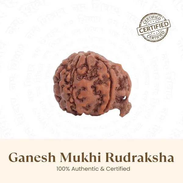 Ganesh_Mukhi_Rudraksha_Bead