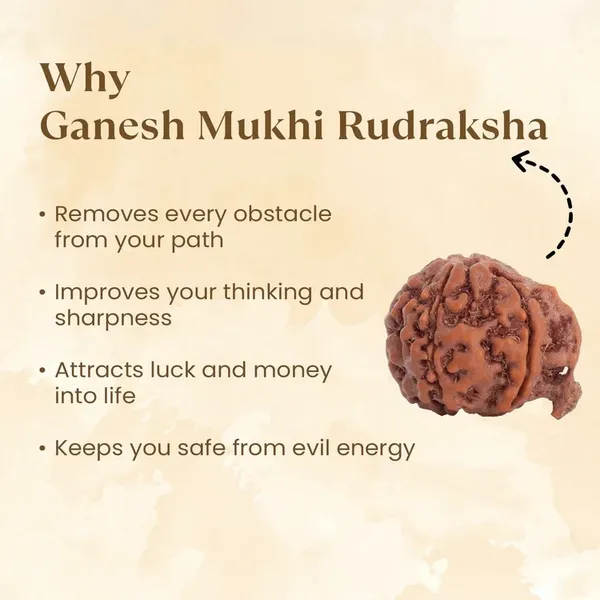 Ganesh_Mukhi_Rudraksha_Bead