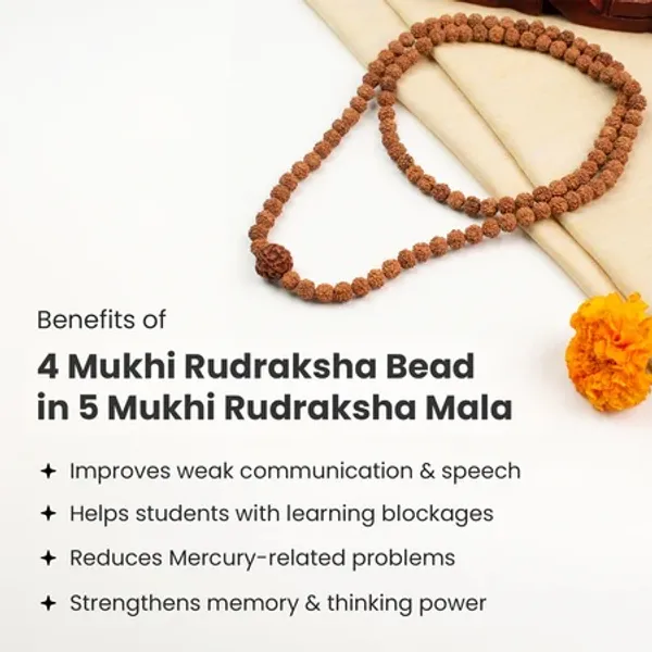 Natural_4_Mukhi_Rudraksha_Bead_In_5_Mukhi_Mala
