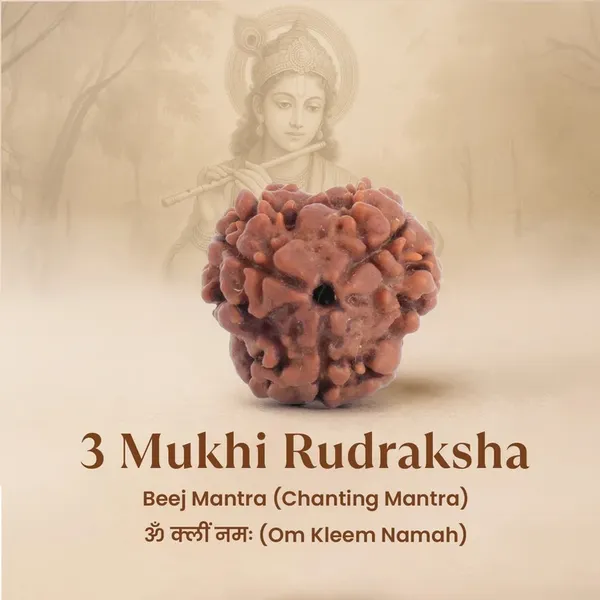3_Mukhi_Nepal_Rudraksha_Bead