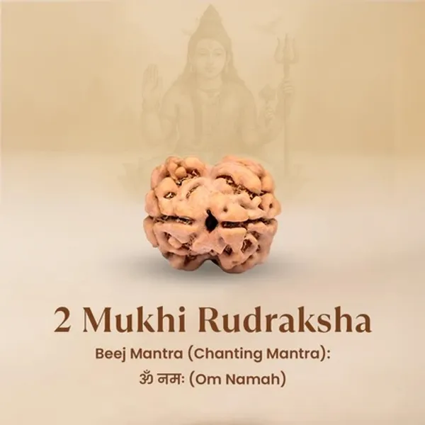 2_Mukhi_Rudraksha_Bead