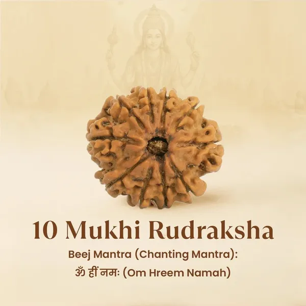 Brown_10_Mukhi_Rudraksha_Spiritual_Bead