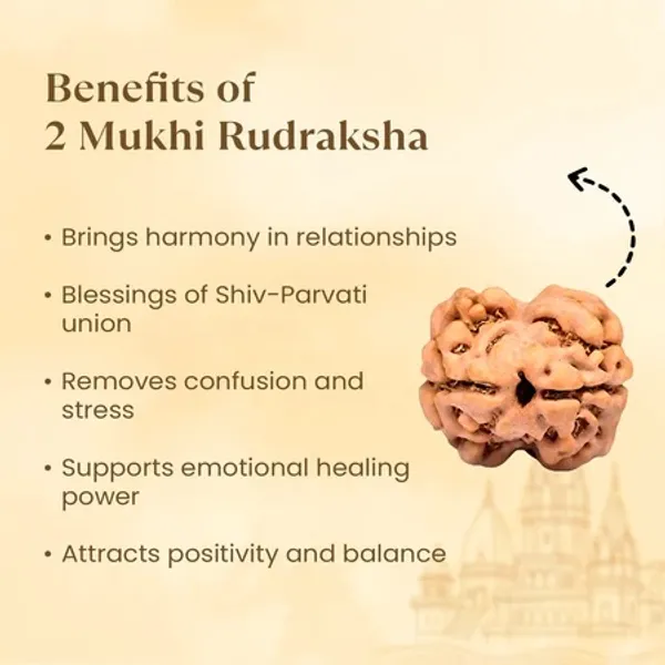 2_Mukhi_Rudraksha_Bead