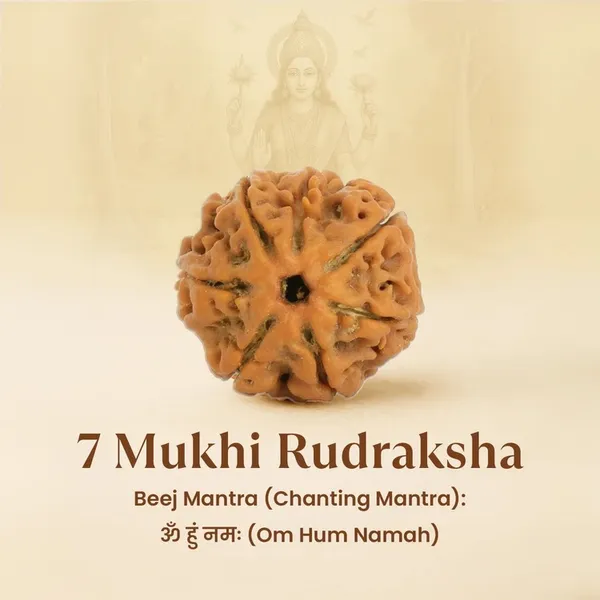7_Mukhi_Rudraksha_Spiritual_Bead