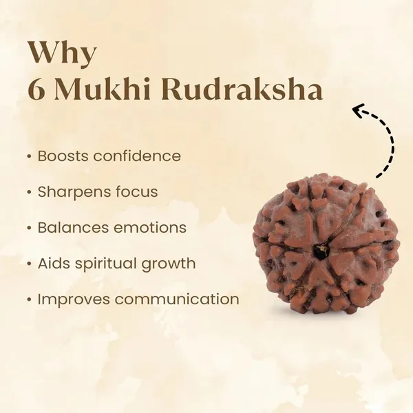 Brown_6_Mukhi_Rudraksha_Bead