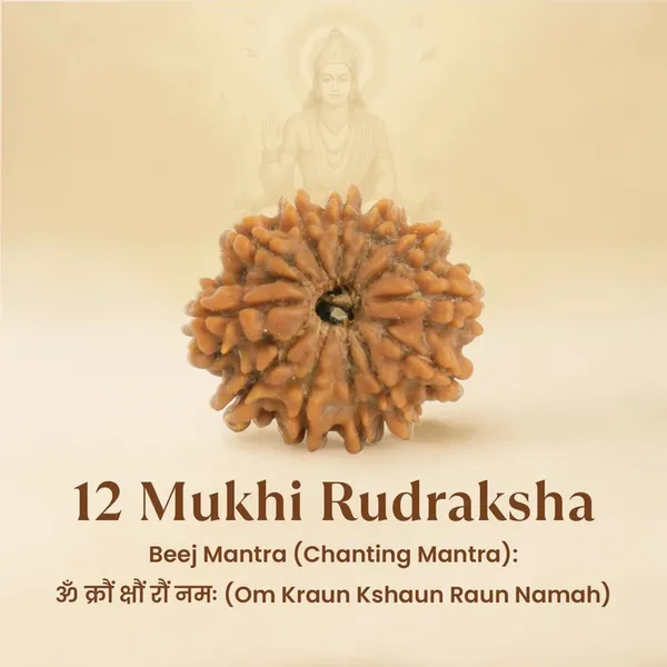 Brown_Rudraksha_12_Mukhi_Spiritual_Bead