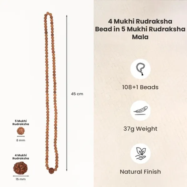 Natural_4_Mukhi_Rudraksha_Bead_In_5_Mukhi_Mala