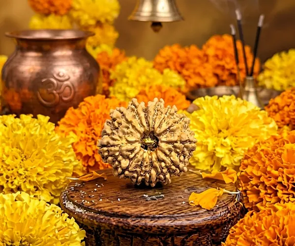 13_Mukhi_Rudraksha_Bead