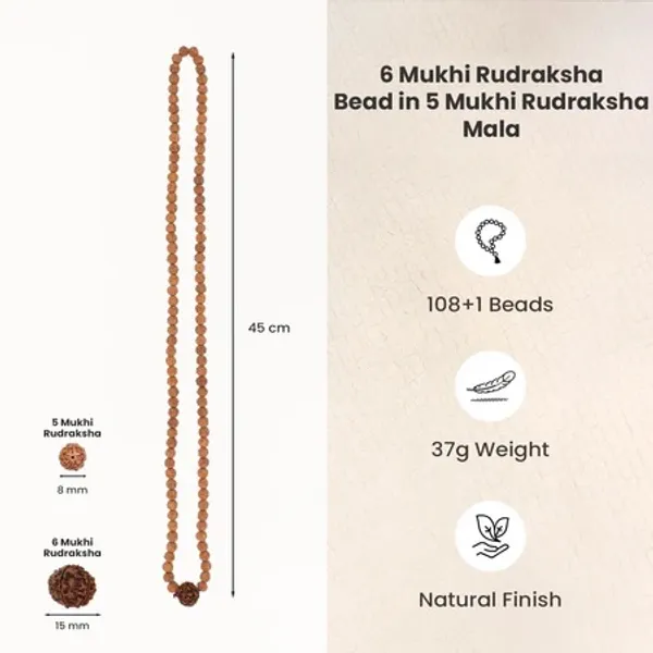 6_Mukhi_Rudraksha_Bead_In_5_Mukhi_Rudraksha_Mala