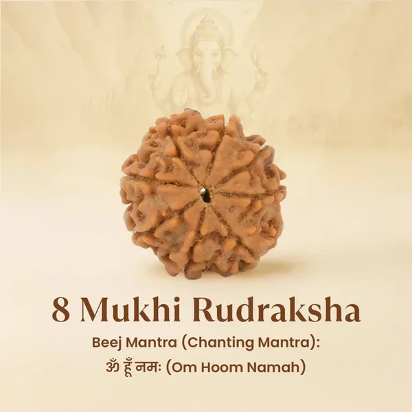 8_Mukhi_Rudraksha_Spiritual_Bead