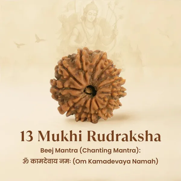 13_Mukhi_Rudraksha_Bead