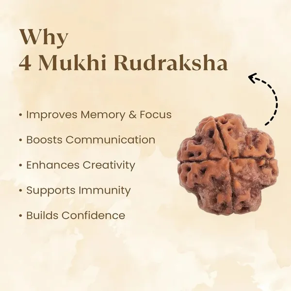 4_Mukhi_Rudraksha_Bead