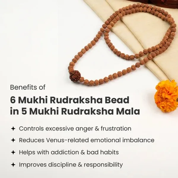 6_Mukhi_Rudraksha_Bead_In_5_Mukhi_Rudraksha_Mala