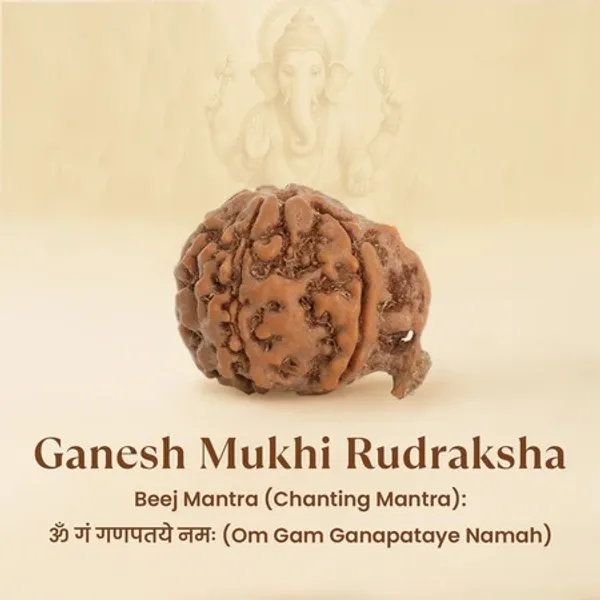 Ganesh_Mukhi_Rudraksha_Bead