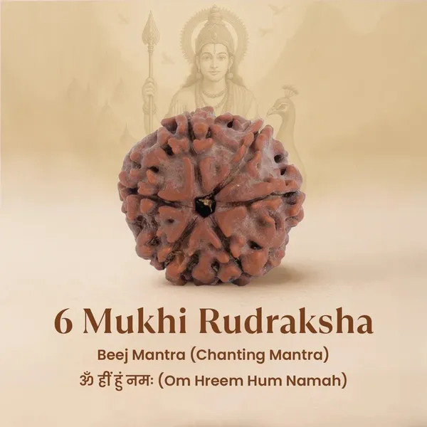 Brown_6_Mukhi_Rudraksha_Bead