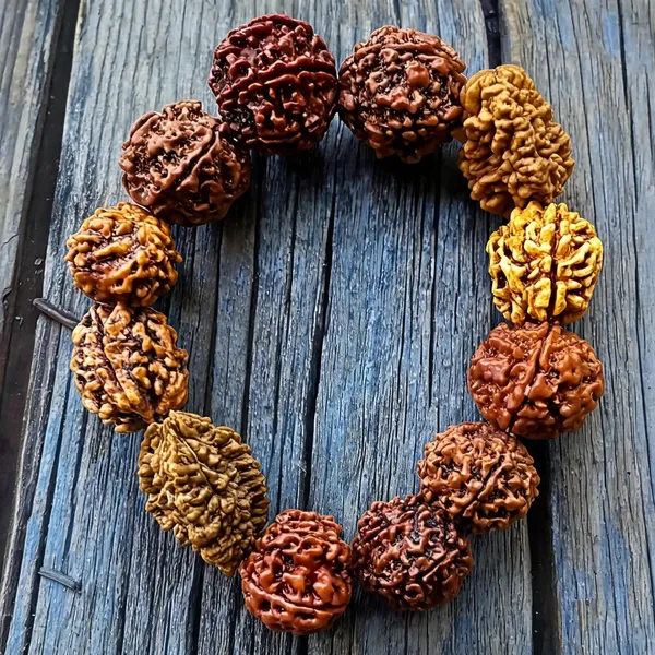 2_to_7_Mukhi_Rudraksha_Bracelet_for_Men_&_Women_Lab_Certified