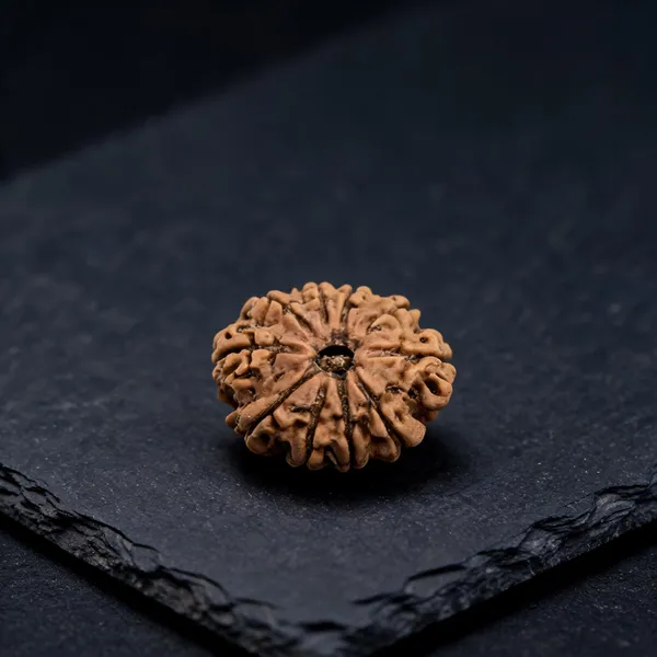 10_Mukhi_Nepali_Rudraksha_Bead_Lab_Certified_Natural_Rudraksha_