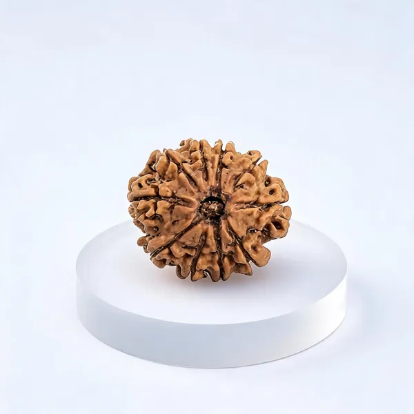 10_Mukhi_Nepali_Rudraksha_Bead_Lab_Certified_Natural_Rudraksha_