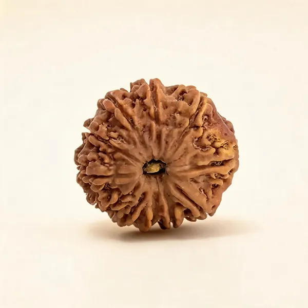 11_Mukhi_Rudraksha_Spiritual_Bead_Nepali_Lab_Certified