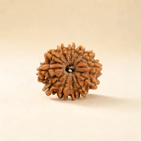 12_Mukhi_Nepali_Rudraksha_Bead_for_Men_&_Women_Nepal_Lab_Certified