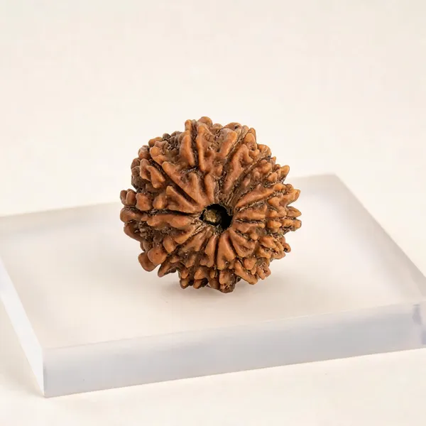 13_Mukhi_Rudraksha_Bead_Nepal_Lab_Certified