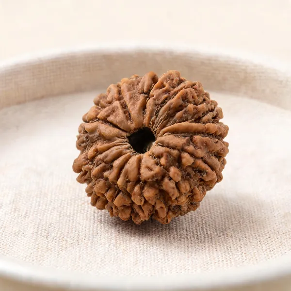 13_Mukhi_Rudraksha_Bead_Nepal_Lab_Certified