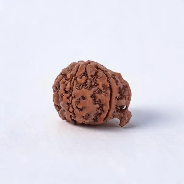 Ganesha_Mukhi_Nepali_Rudraksha_Bead_for_Men_&_Women_Lab_Certified