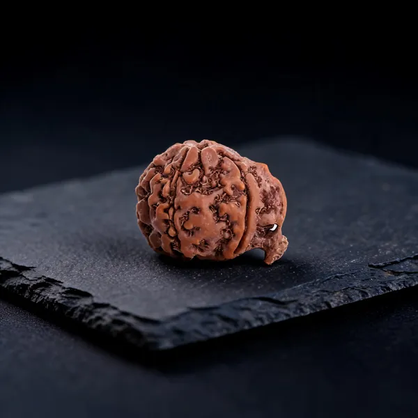 Ganesha_Mukhi_Nepali_Rudraksha_Bead_for_Men_&_Women_Lab_Certified