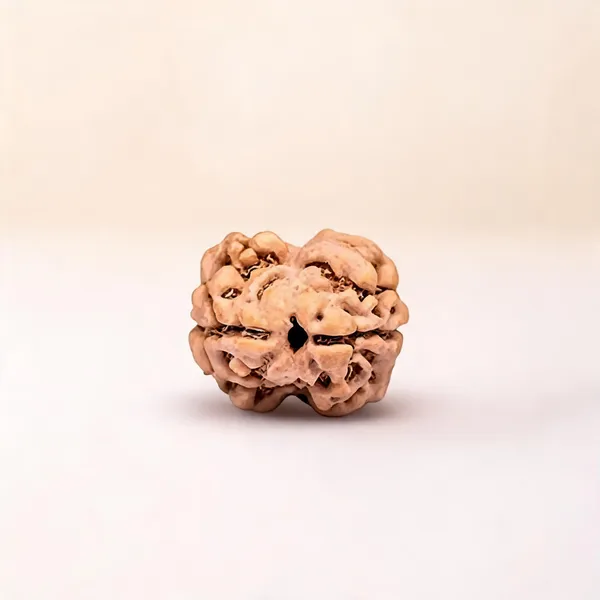 2_Mukhi_Certified_Rudraksha_Loose_Bead_Nepali_Lab_Certified