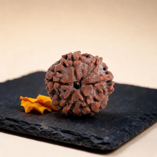 6_Mukhi_Siddh_Rudraksha_associated_with_Lord_Kartikeya_Lab_Certified