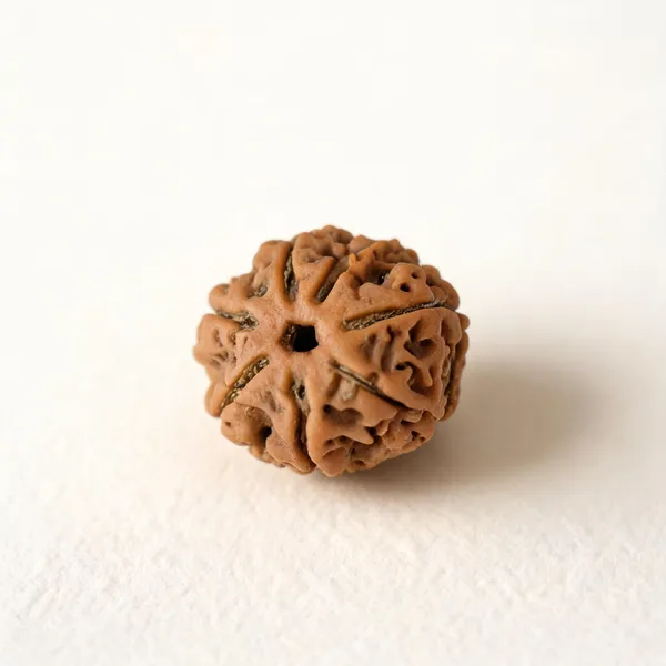 7_Mukhi_Nepali_Rudraksha_Bead,_20–24_mm_Natural_Large-Size_Sacred_Rudraksha_for_Men_&_Women_Lab_Certified