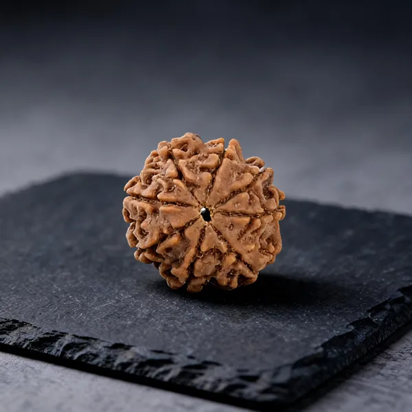 8_Mukhi_Rudraksha_Spiritual_Bead_Nepali_Lab_Certified