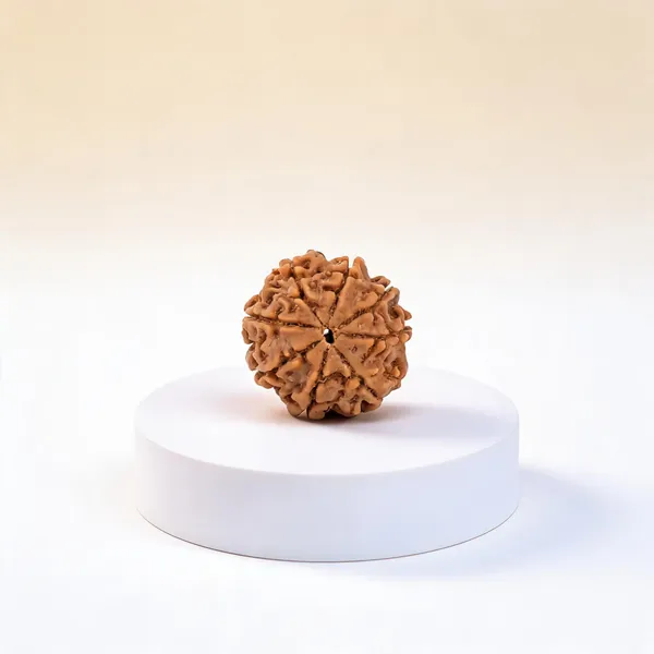 8_Mukhi_Rudraksha_Spiritual_Bead_Nepali_Lab_Certified