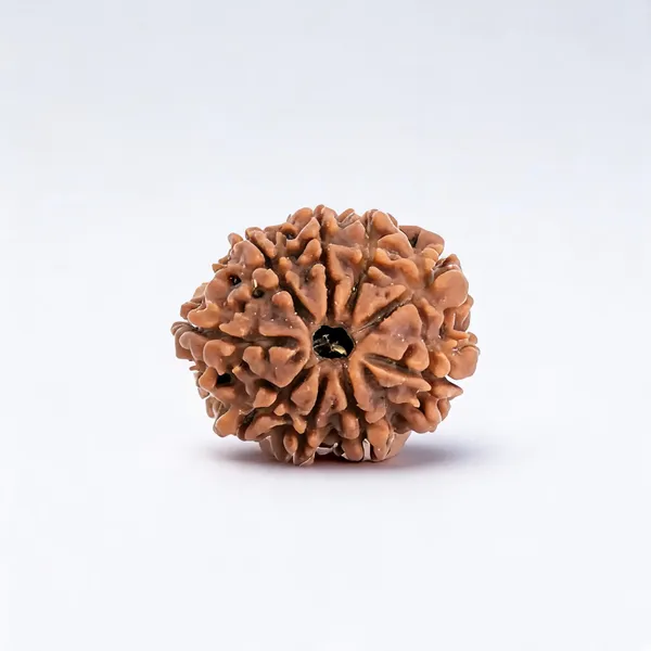 Siddha_9_Mukhi_Nepali_Rudraksha_Bead_for_Men_&_Women_Lab_Certified