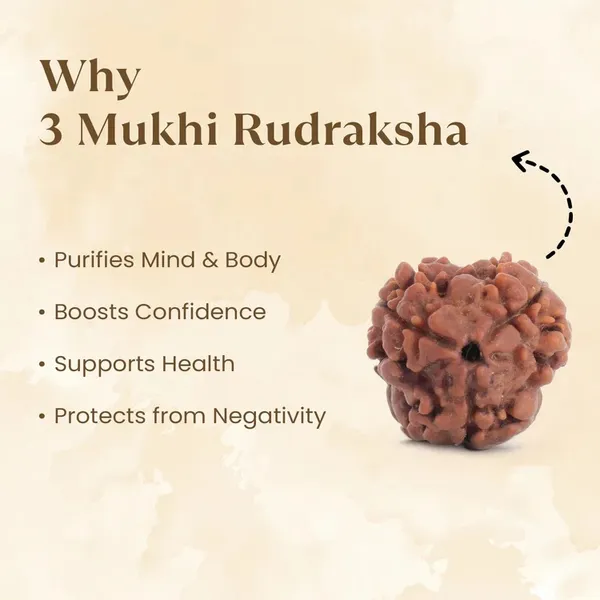 3_Mukhi_Nepal_Rudraksha_Bead