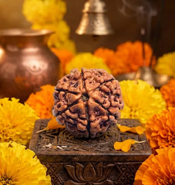 Brown_6_Mukhi_Rudraksha_Bead