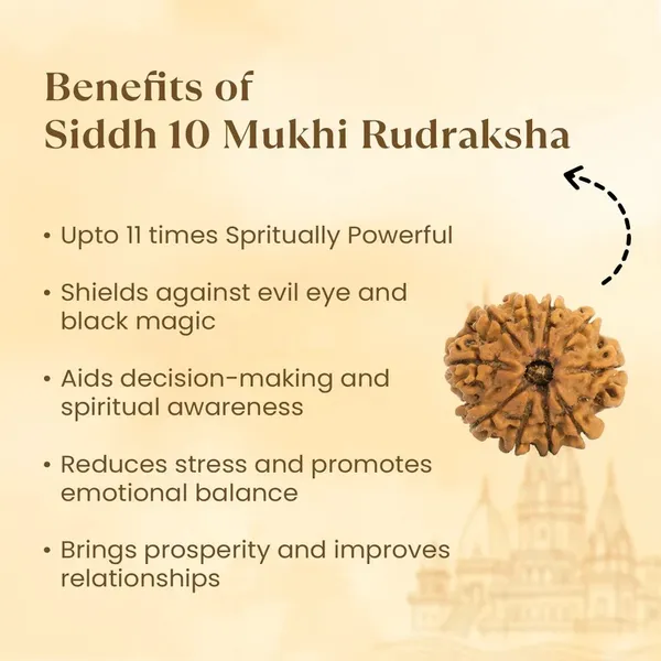 Brown_10_Mukhi_Rudraksha_Spiritual_Bead
